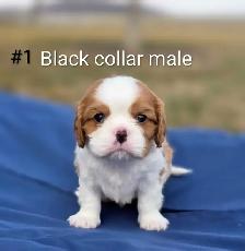 Cavalier King Charles Puppies CKC Registered