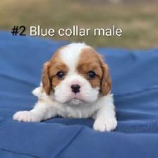 Cavalier King Charles Puppies CKC Registered - Photo 2