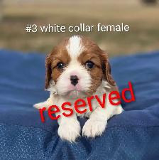 Cavalier King Charles Puppies CKC Registered - Photo 3