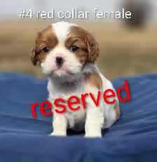 Cavalier King Charles Puppies CKC Registered - Photo 4