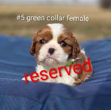 Cavalier King Charles Puppies CKC Registered - Photo 5