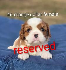 Cavalier King Charles Puppies CKC Registered - Photo 6