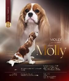 Cavalier King Charles Puppies CKC Registered - Photo 7