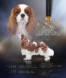 Cavalier King Charles Puppies CKC Registered - Photo 8
