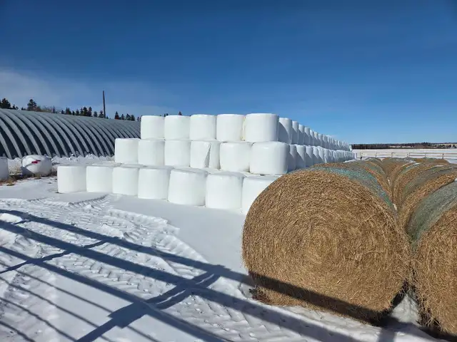 Oats Silage bales
