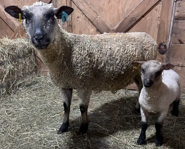 Sheep.   Ewe and ewe lamb for sale