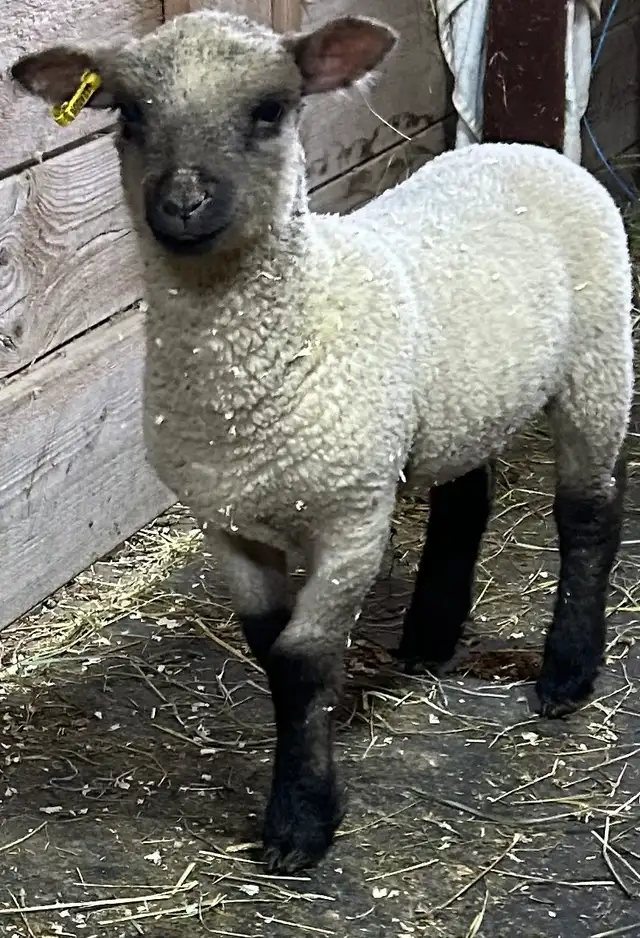 Sheep.   Ewe and ewe lamb for sale - Photo 2