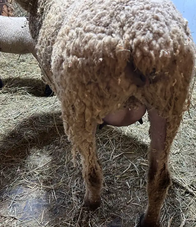 Sheep.   Ewe and ewe lamb for sale - Photo 3