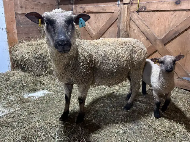 Sheep.   Ewe and ewe lamb for sale - Photo 4