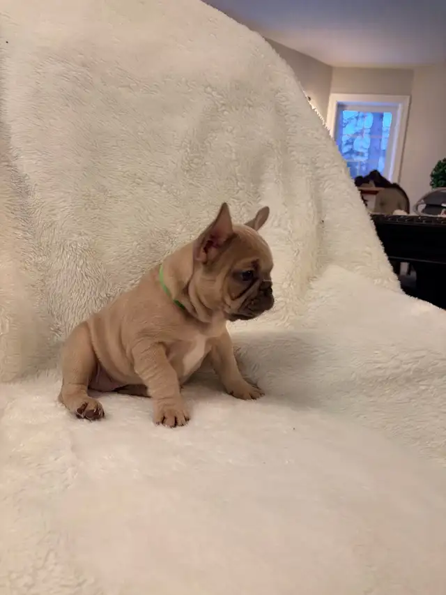 French bulldog puppies ready for their new home!