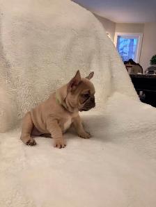 French bulldog puppies ready for their new home!