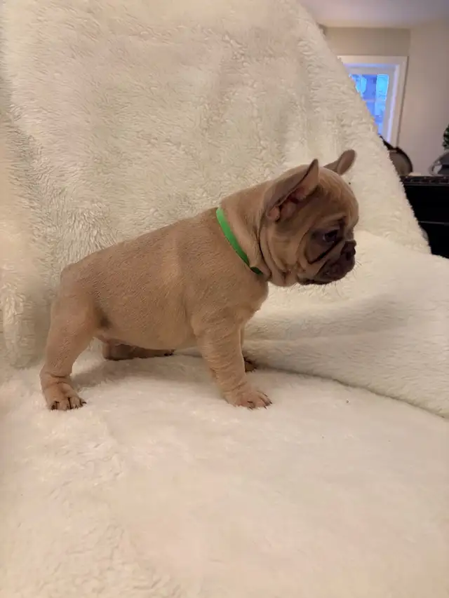 French bulldog puppies ready for their new home! - Photo 2