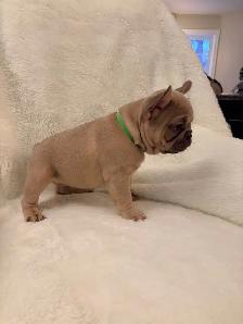 French bulldog puppies ready for their new home! - Photo 2
