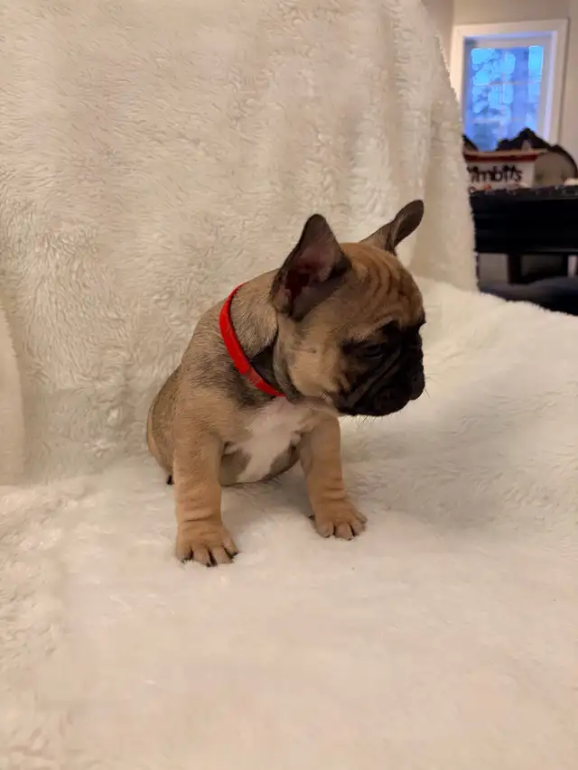 French bulldog puppies ready for their new home! - Photo 3