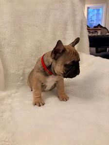 French bulldog puppies ready for their new home! - Photo 3