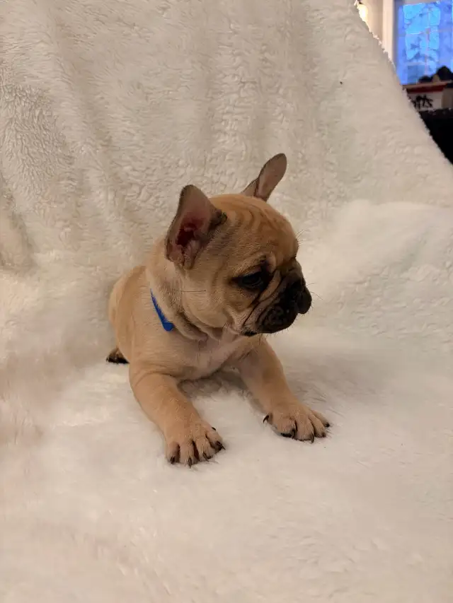 French bulldog puppies ready for their new home! - Photo 4