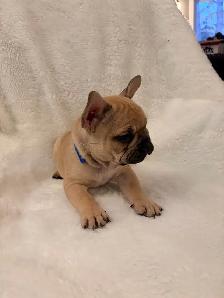 French bulldog puppies ready for their new home! - Photo 4