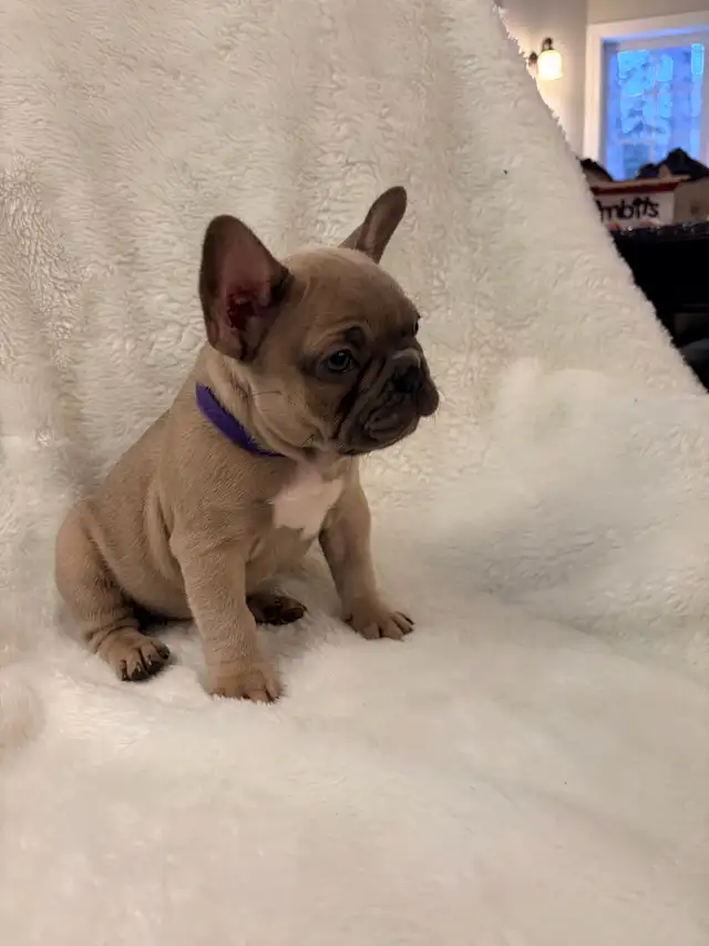 French bulldog puppies ready for their new home! - Photo 5