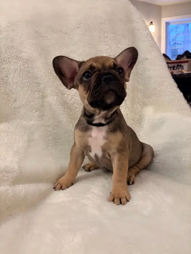 French bulldog puppies ready for their new home! - Photo 6