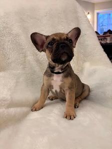 French bulldog puppies ready for their new home! - Photo 6