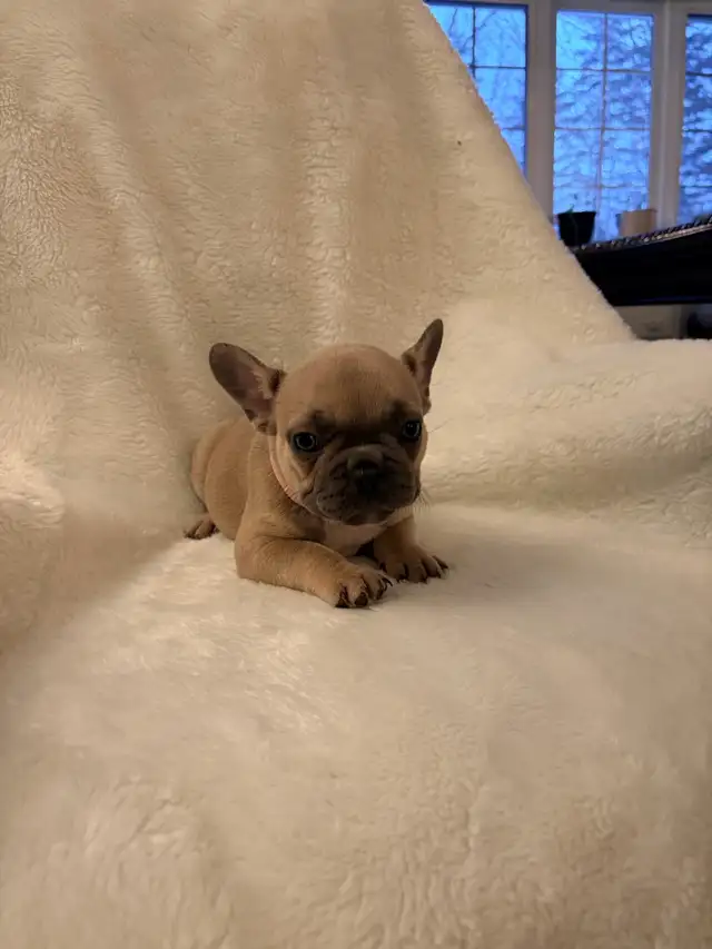 French bulldog puppies ready for their new home! - Photo 7