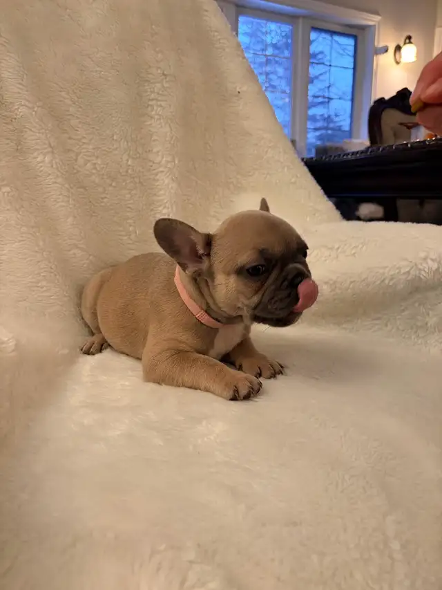 French bulldog puppies ready for their new home! - Photo 8