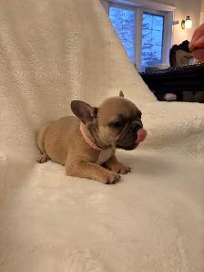 French bulldog puppies ready for their new home! - Photo 8