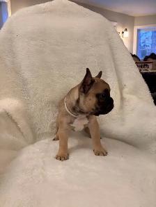French bulldog puppies ready for their new home! - Photo 9