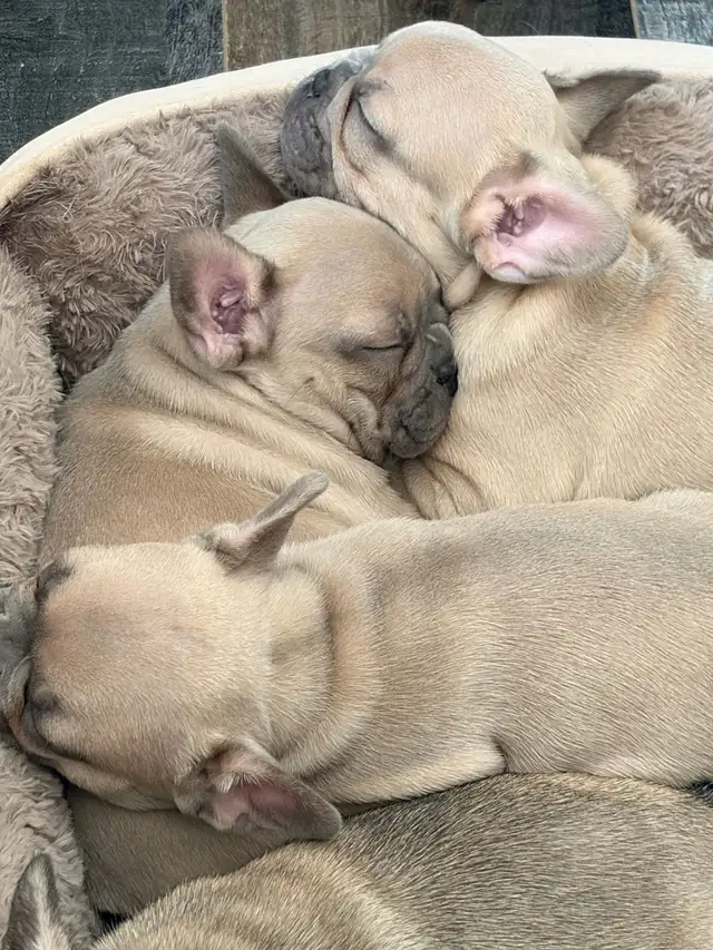 French bulldog puppies ready for their new home! - Photo 10