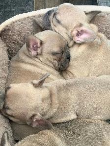 French bulldog puppies ready for their new home! - Photo 10