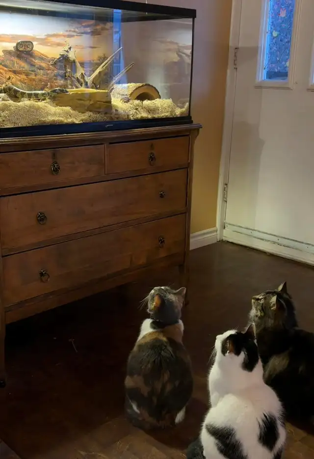 Chatte d’Espagne à donner