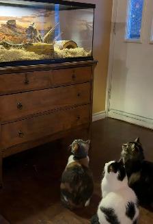 Chatte d’Espagne à donner