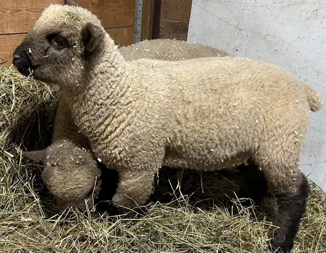 Sheep.   Ram lambs for sale. - Photo 2