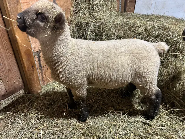 Sheep.   Ram lambs for sale. - Photo 3