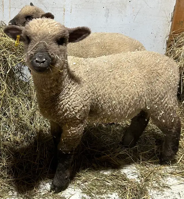 Sheep.   Ram lambs for sale. - Photo 4