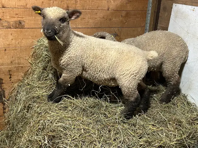 Sheep.   Ram lambs for sale. - Photo 6