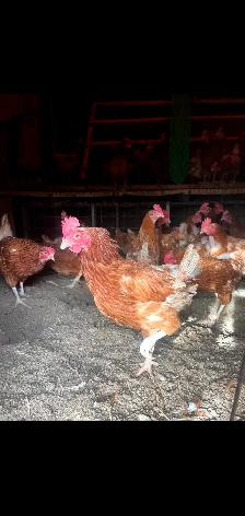 RED CHICKENS FOR SALE