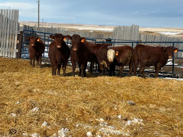 Heifers