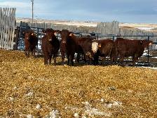 Heifers