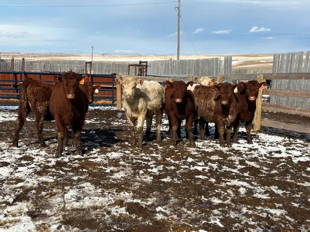 Heifers