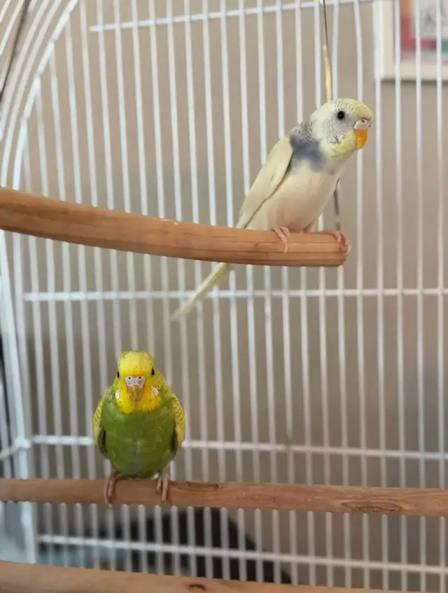 Young Female Foster Budgies for Adoption