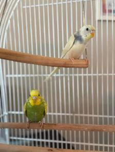 Young Female Foster Budgies for Adoption