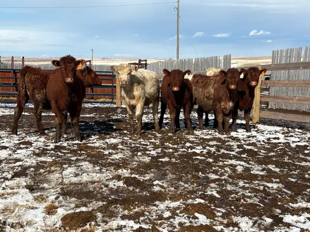 Heifers
