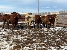 Heifers