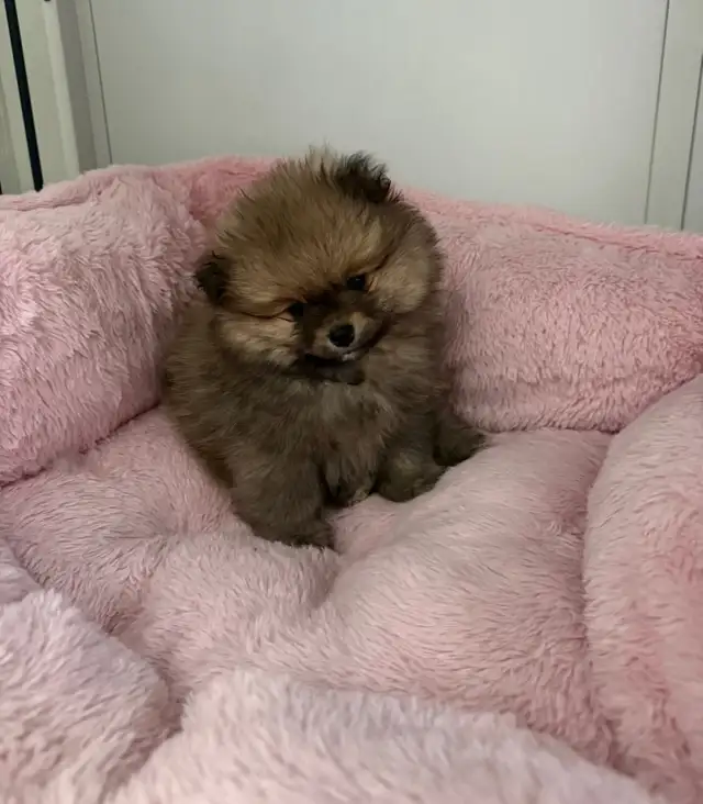 Pomeranian puppy for sale