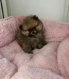 Pomeranian puppy for sale