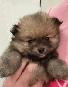 Pomeranian puppy for sale - Photo 2