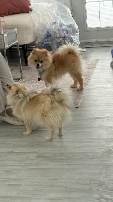 Pomeranian puppy for sale - Photo 3