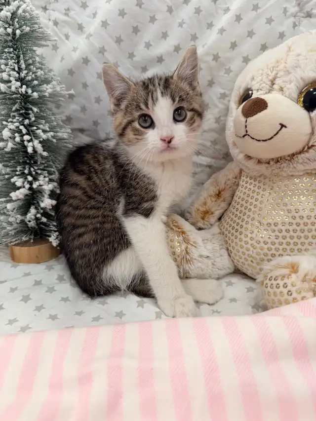 ❤️Bengal x Siberian Kittens ❤️ (437) 292-1163 - Photo 3