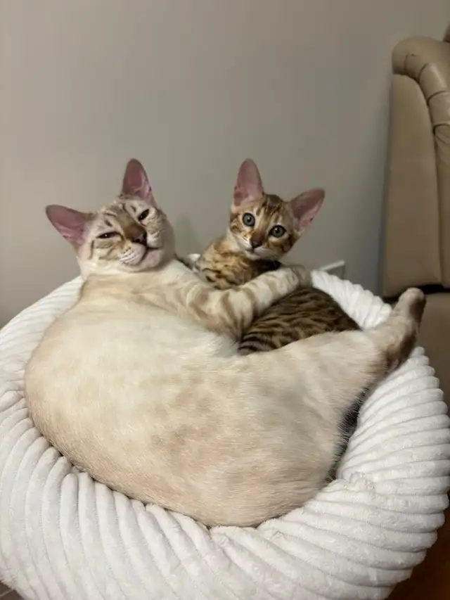 Purebred Bengal Female Kitten–Vaccinated, Litter Trained, Ready